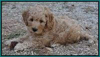 Gem Pitch pups 6 wks old321