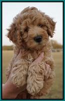 Gem Pitch pups 7 wks old 111