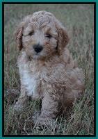 Gem Pitch pups 7 wks old 131