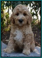 Gem Pitch pups 8 wks old 191