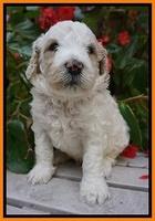 GEm Pitch pups 4 wks old231