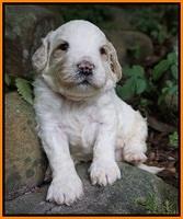 Gem PItch pups 3 wks old171