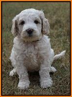 Gem Pitch pups 5 wks old 301
