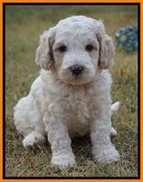 Gem Pitch pups 5 wks old 311