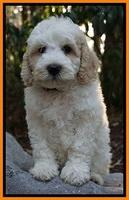 Gem Pitch pups 8 wks old 221