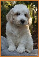 Gem Pitch pups 8 wks old 231