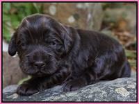 Bess Bronson Pups 2 wks old 11