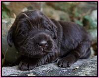 Bess Bronson Pups 2 wks old 21