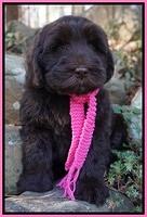Bess Bronson pups 8 wks old  1 262