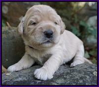 Bess Bronson Pups 2 wks old 31