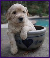 Bess Bronson pups 4 wks old 51