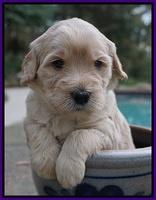 Bess Bronson pups 4 wks old 61