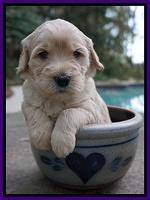 Bess Bronson pups 4 wks old 71