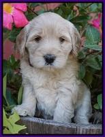 Bess Bronson pups 5 wks old 41