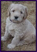 Bess Bronson pups 6 wks old 101