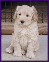 Bess Bronson pups 7 wks old 101