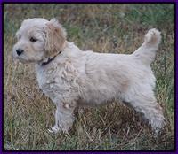 Bess Bronson pups 7 wks old 71