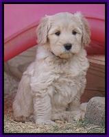 Bess Bronson pups 7 wks old 81