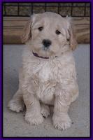 Bess Bronson pups 7 wks old 91