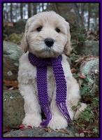 Bess Bronson pups 8 wks old 21