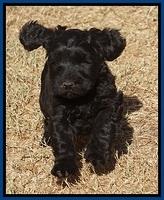 Bess Bronson pups 7 wks old 111