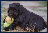 Bess Bronson pups 7 wks old 121