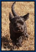 Bess Bronson pups 7 wks old 141