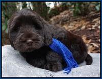 Bess Bronson pups 8 wks old 41