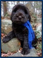 Bess Bronson pups 8 wks old 51