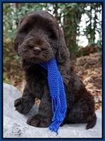 Bess Bronson pups 8 wks old 71