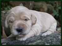 Bess Bronson Pups 2 wks old 71