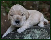 Bess Bronson Pups 2 wks old 81