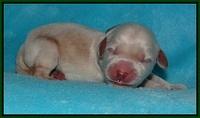 Bess Bronson newborn 101
