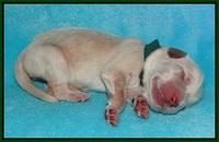 Bess Bronson newborn 111