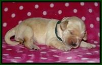 Bess Bronson pups 1 wk old 101