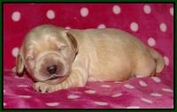 Bess Bronson pups 1 wk old 91