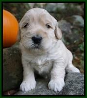 Bess Bronson pups 3 wks old 121