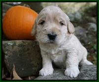 Bess Bronson pups 3 wks old 141