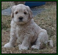 Bess Bronson pups 6 wks old 171