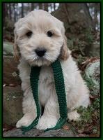 Bess Bronson pups 8 wks old 81