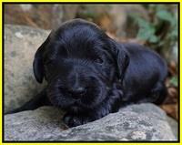 Bess Bronson Pups 2 wks old 141