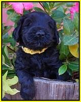 Bess Bronson pups 5 wks old 181