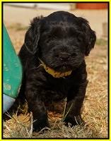 Bess Bronson pups 5 wks old 191