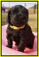 Bess Bronson pups 5 wks old 201