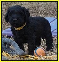 Bess Bronson pups 6 wks old 301