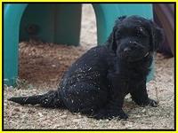 Bess Bronson pups 7 wks old 281