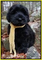 Bess Bronson pups 8 wks old 131