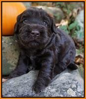 Bess Bronson pups 3 wks old 221