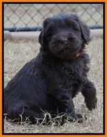 Bess Bronson pups 6 wks old 311