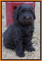 Bess Bronson pups 6 wks old 341
